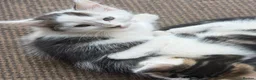 Mixed Breed cats for sale: 6 kittens for sale  - Advert 14