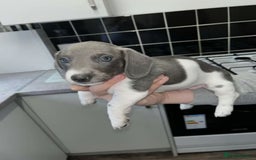 Miniature Dachshund dogs for sale: Adorable Miniature Dachshund Puppies  - Image 5