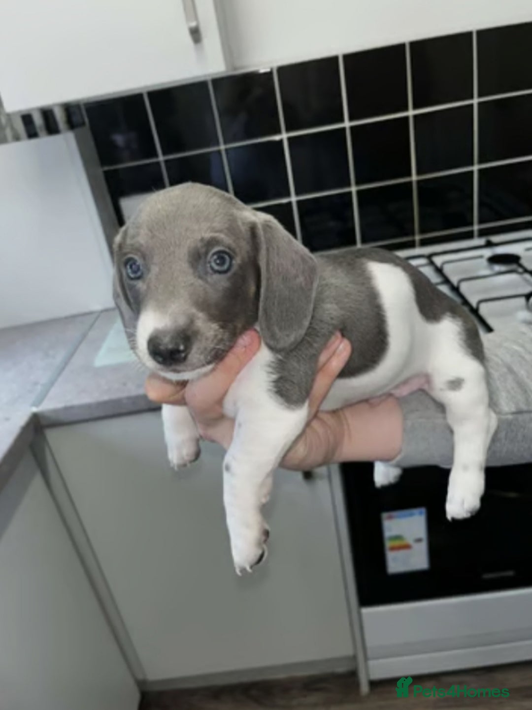 Miniature Dachshund dogs for sale: Adorable Miniature Dachshund Puppies  - Image 5