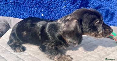 Miniature Dachshund dogs - Advert 2