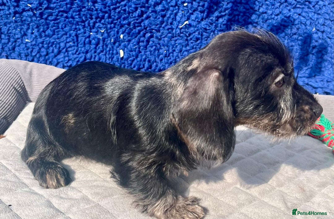 Miniature Dachshund dogs for sale: MINITURE WIRE KC REG PRA LAFORA CLEAR - Image 3