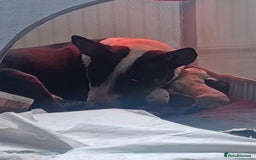 English Bull Terrier dogs for sale: English Bull Terrier pups - Image 12