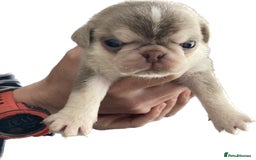 Pug dogs for stud: lilac tan pug KC & 5panel health tested in Newcastle - Image 2