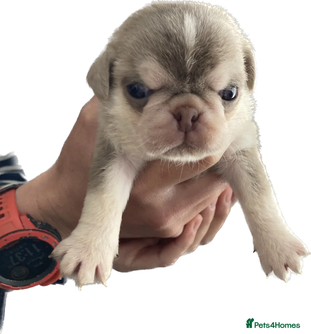 Pug dogs for stud: lilac tan pug KC & 5panel health tested - Advert 3