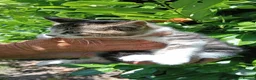 Domestic Shorthair cats for sale: Domestic shorthair ready now - Advert 10