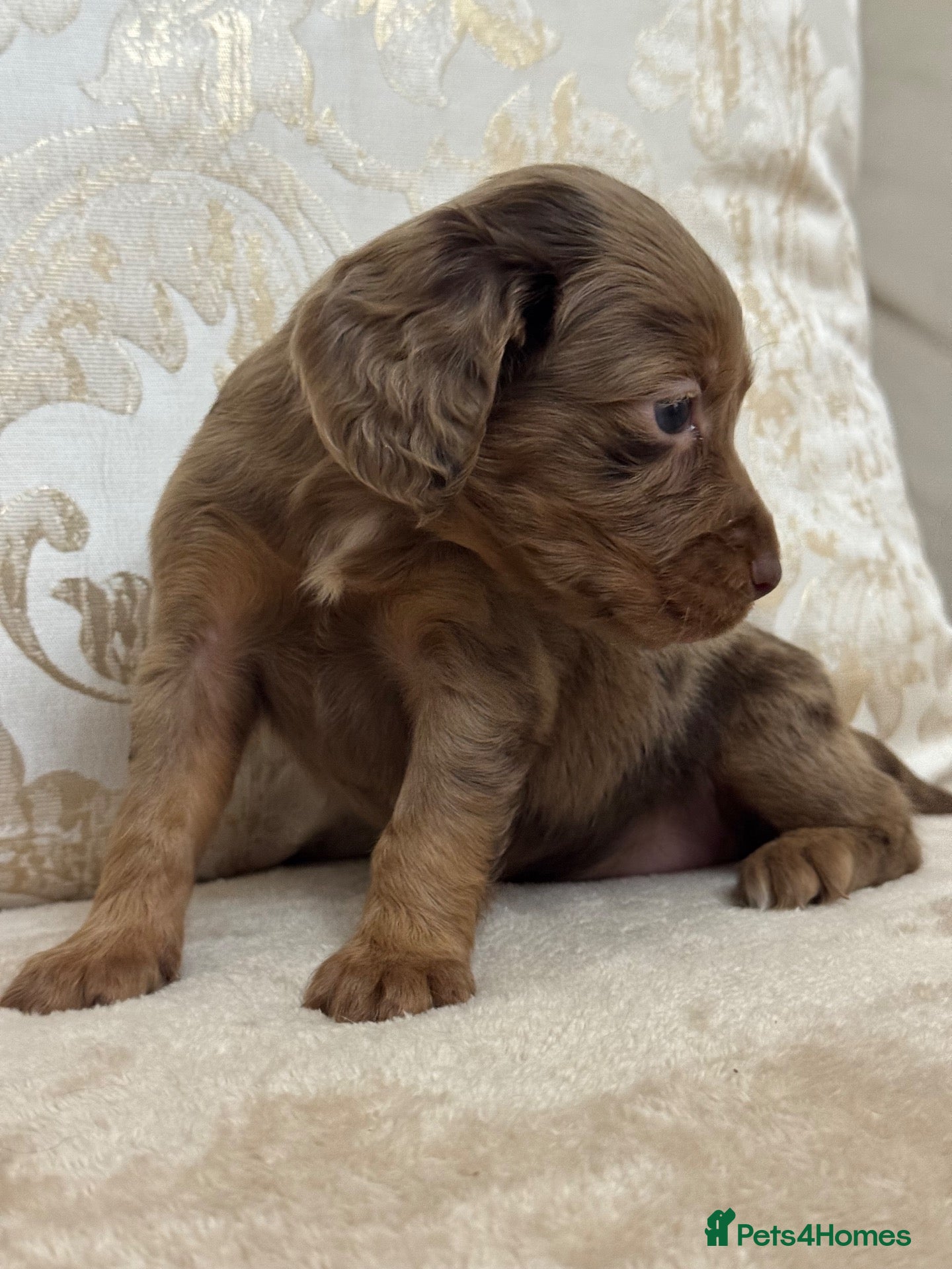 Cocker Spaniel dogs Working cocker spaniel puppies - Advert 2