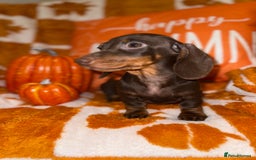 Miniature Dachshund dogs for sale: 🩷💙Stunning KC Mini Dachshund Puppies💙 - Image 5