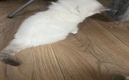 Persian cats for sale: Doll face Persian x - Image 25