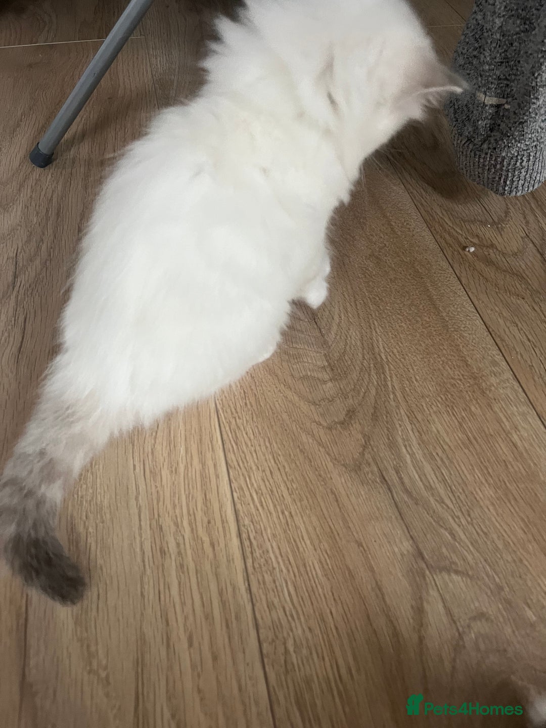 Persian cats for sale: Doll face Persian x - Image 25