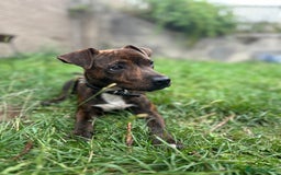 Mixed Breed dogs for sale: Jack Russell terrier x Staffy 1 year old  - Image 2
