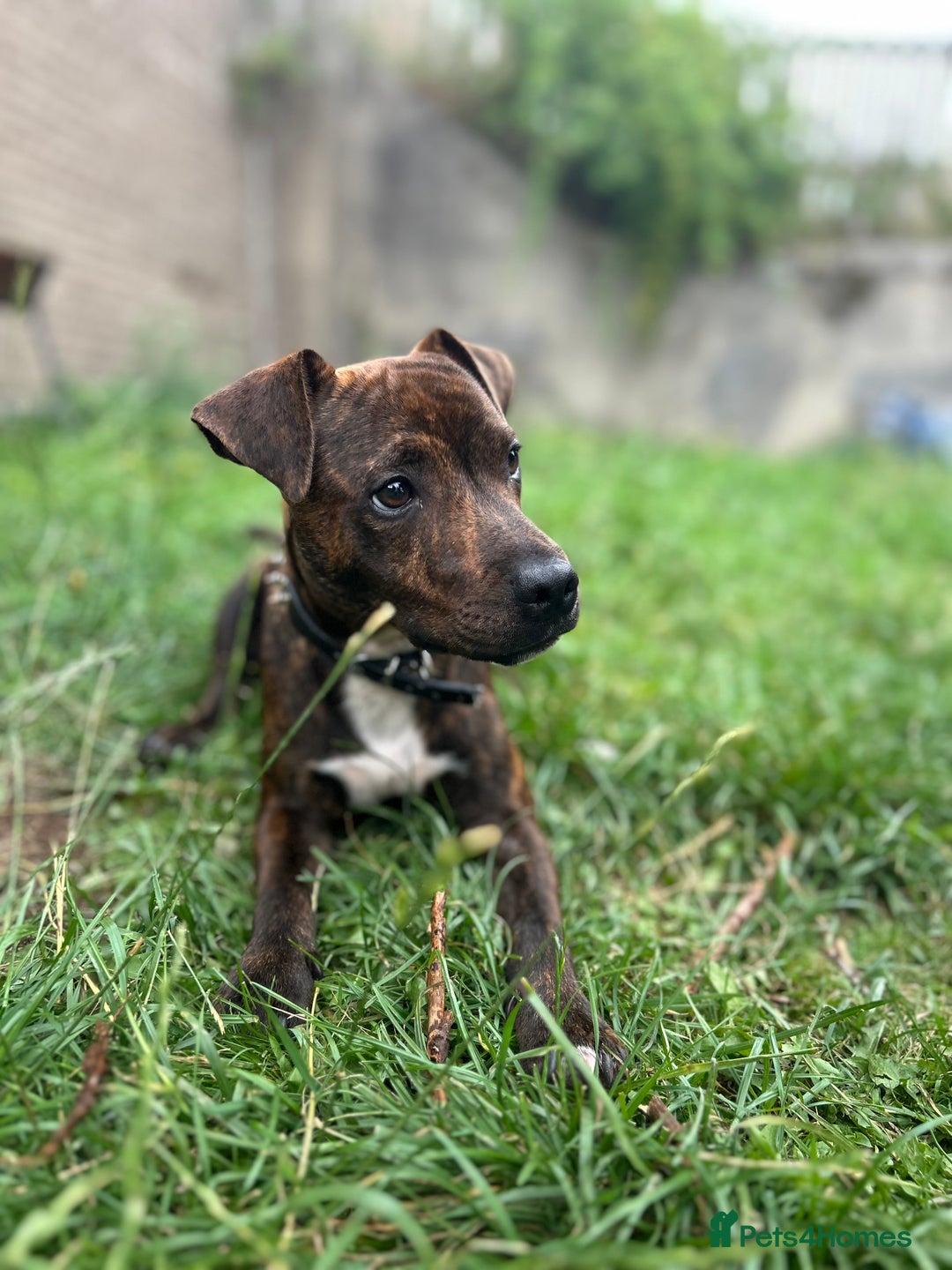 Mixed Breed dogs for sale: Jack Russell terrier x Staffy 1 year old  - Image 2