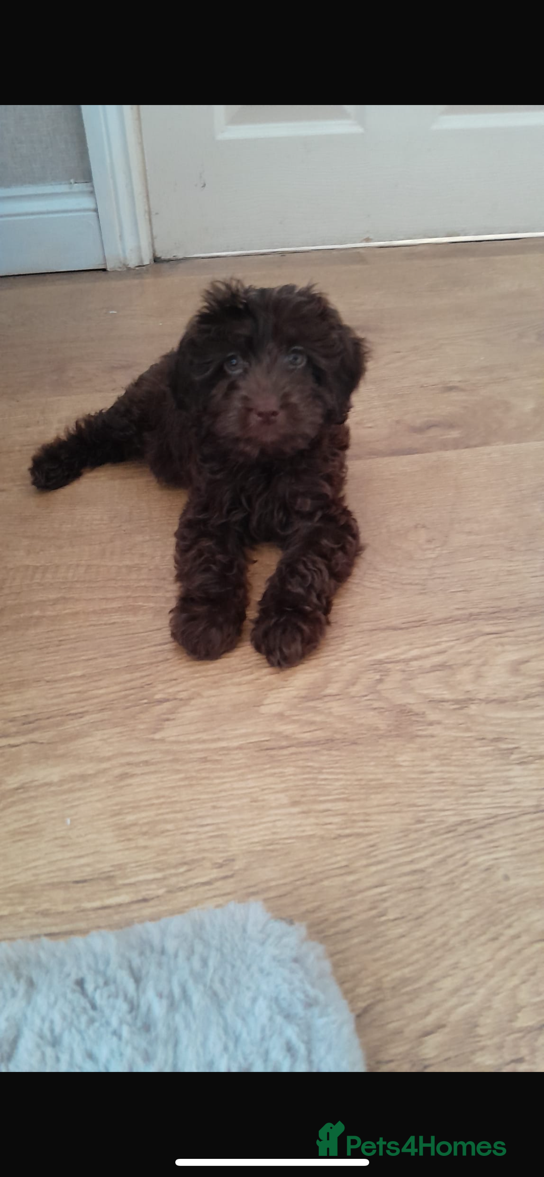 Cockapoo dogs for sale: Chocolate cockapoo 13 weeks old  - Image 1