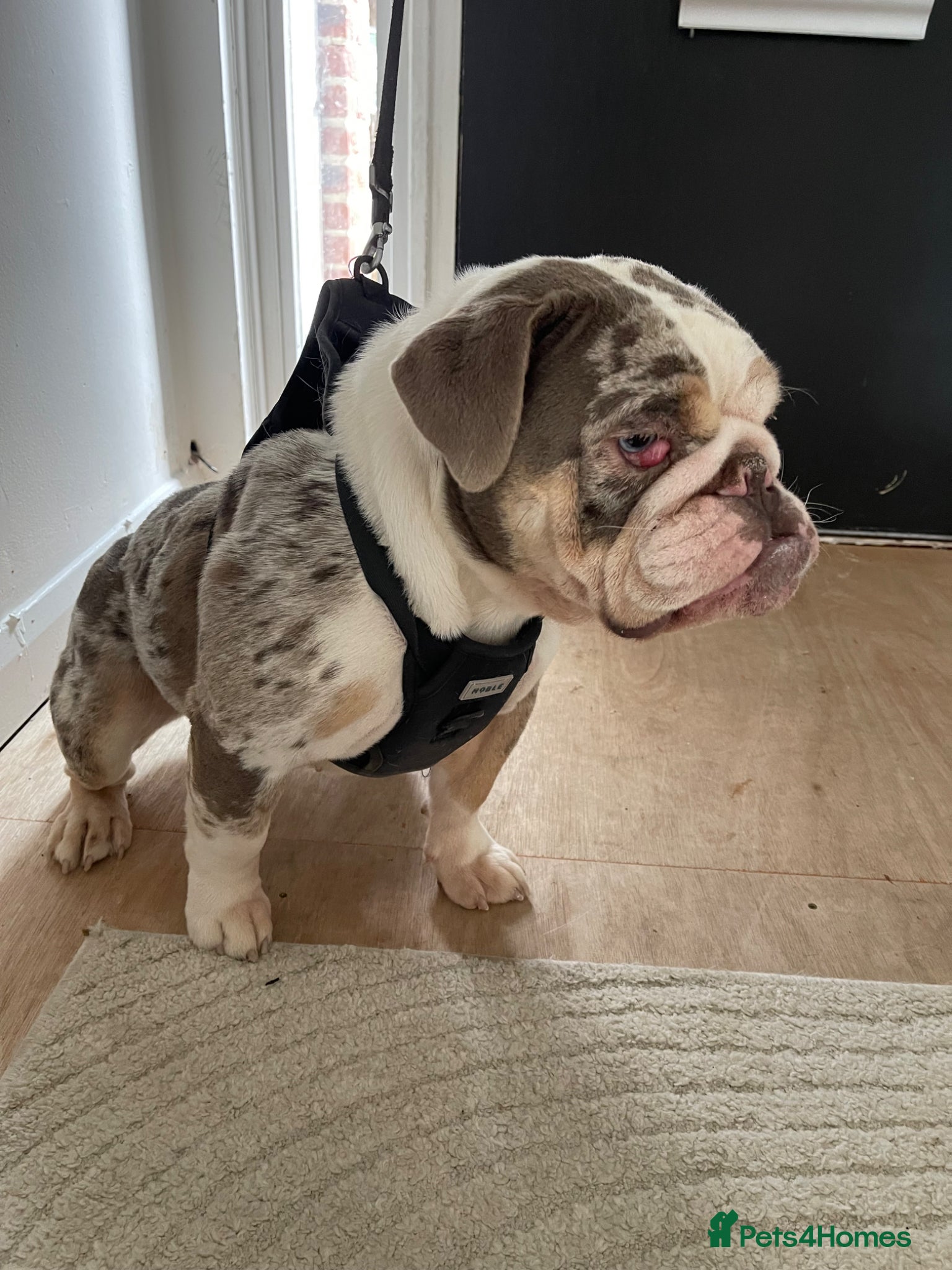 English Bulldog dogs Rare English Bulldog Female (Honey) - Advert 11