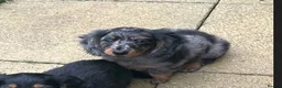 Miniature Dachshund dogs for stud: Chocolate & Tan Dapple Long Haired Mini Dachshund - Advert 7