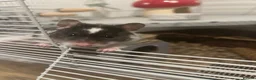 Hamster rodents for sale: Female Syrian Hamster for sale inc full set up,  in Lancaster - Advert 2