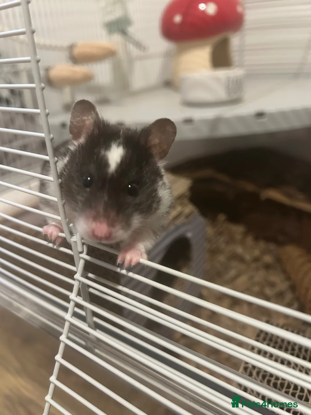 Hamster rodents for sale: Female Syrian Hamster for sale inc full set up,  in Lancaster - Advert 2
