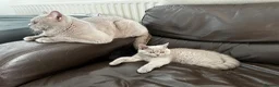 British Shorthair cats for sale: Two British shorthair boy and girl - Advert 10