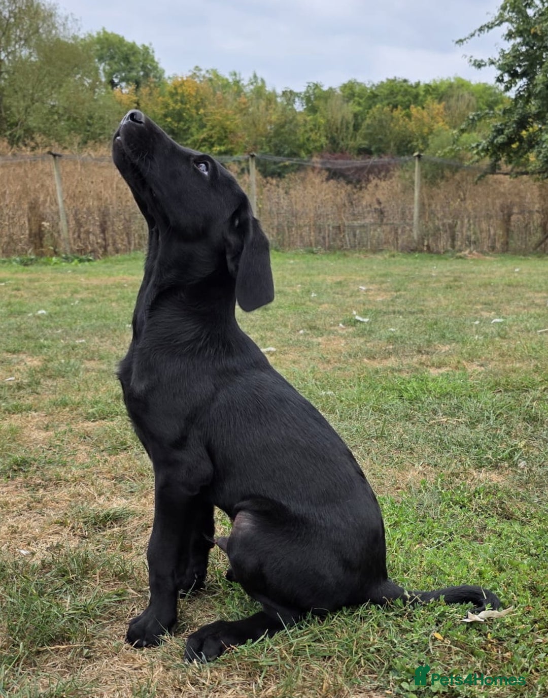 Labrador Retriever dogs for sale: Smart mixed colour labrador litter, HEALTH TESTED - Image 14