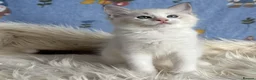 Ragdoll cats for sale: 🐾 Beautiful Ragdoll Kittens for Sale 🐾 - Advert 4