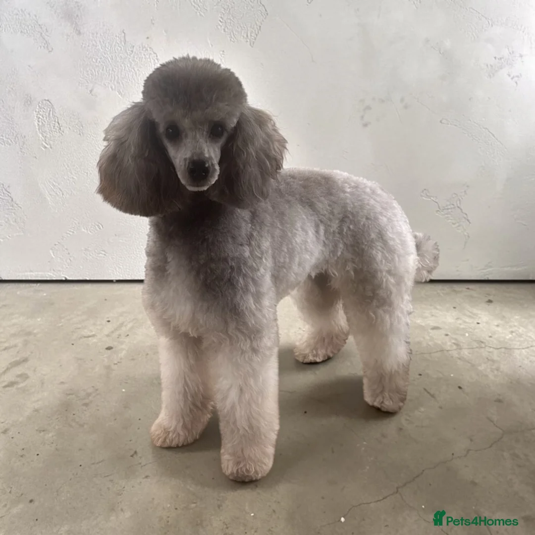 Miniature Poodle dogs for sale: Adorable Miniature Poodles Ready for Loving Homes - Advert 2