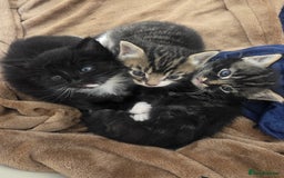 Domestic Shorthair cats for sale: Three beautiful boys ready to leave  - Image 1