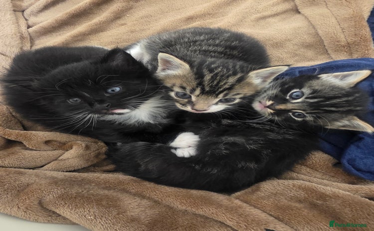 Domestic Shorthair cats - Advert 4