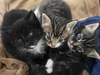 Domestic Shorthair cats - Advert 35