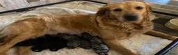 Goldendoodle dogs for sale: Golden doodle - Advert 7