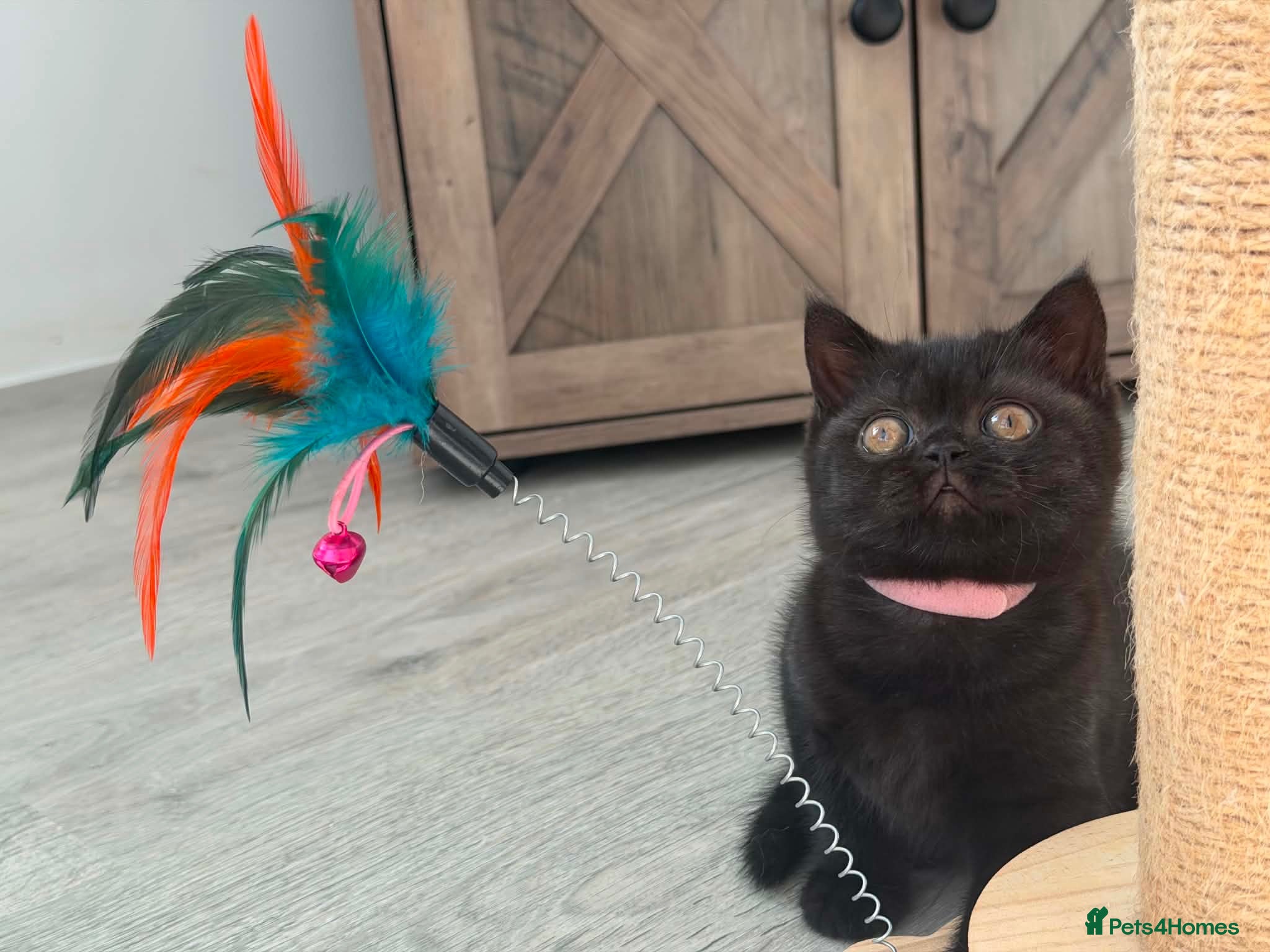 British Shorthair cats 🏆 GCCF Dark Tabby BSH | Champion Lines - Advert 6