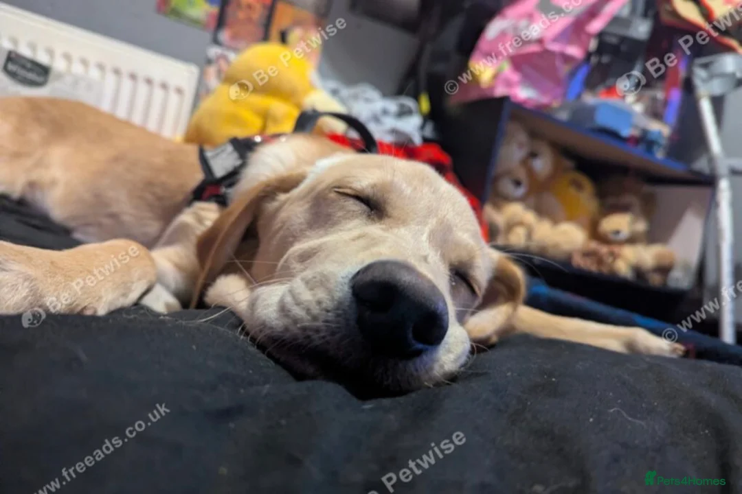 Goldador dogs for sale: Hiccup the lovely Goldador  - Advert 1