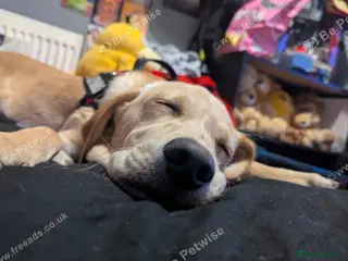 Goldador dogs Hiccup the lovely Goldador - Advert 3