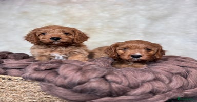 Cavapoo dogs DNA tested F1 Cavapoo puppies  - Advert 3