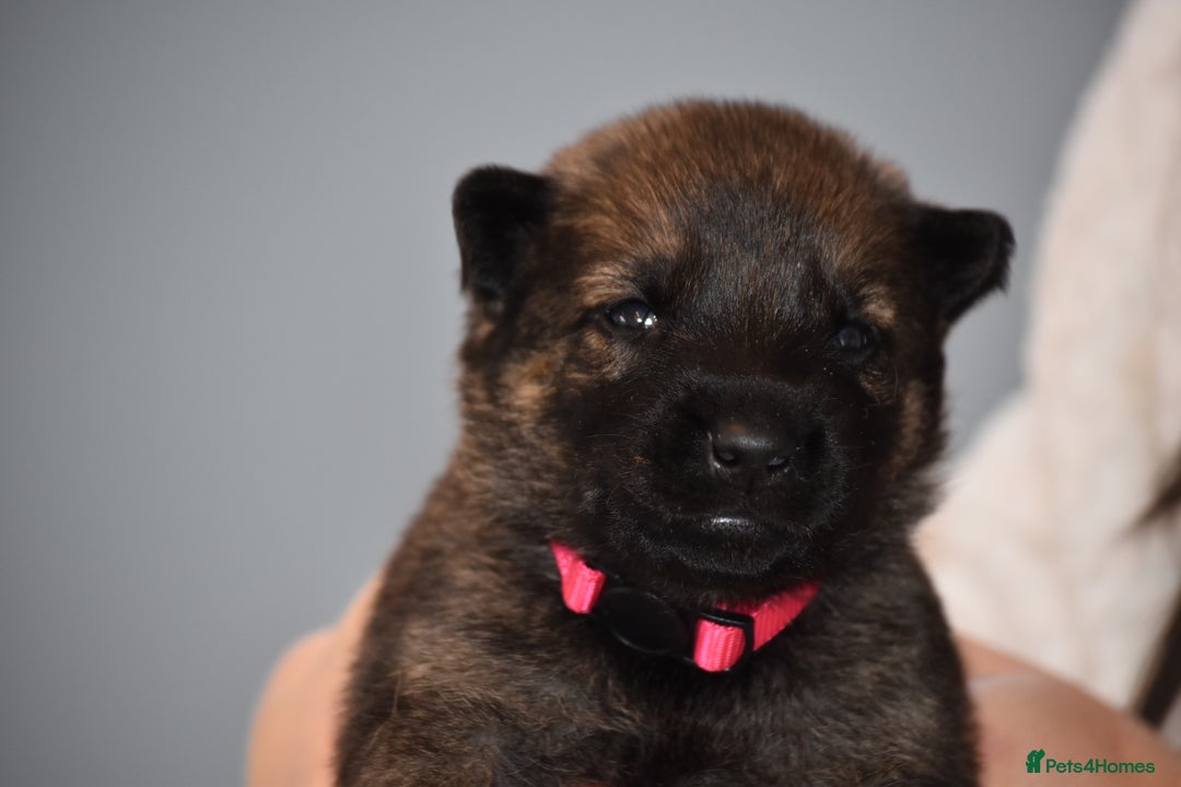 Mixed Breed dogs for sale: GSD × Dutch Herder – Top European Working Lines - Advert 27