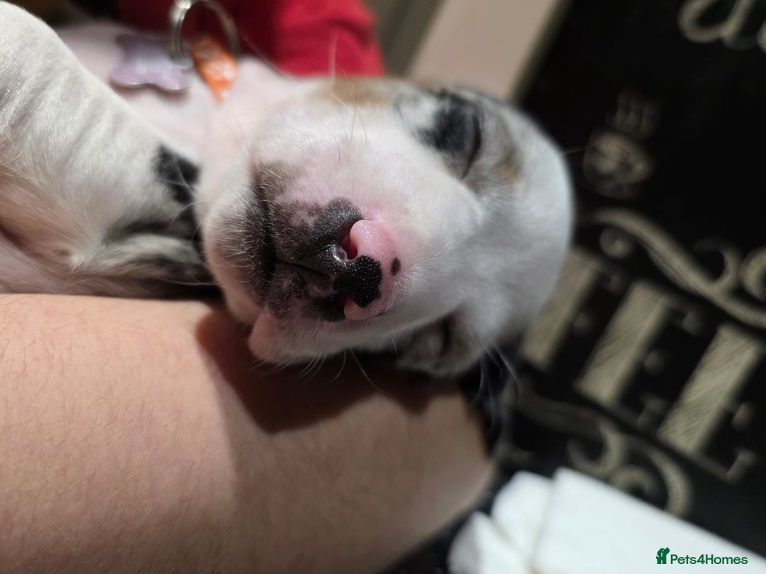 Dachshund dogs for sale: Beautifull puppies  - Advert 14