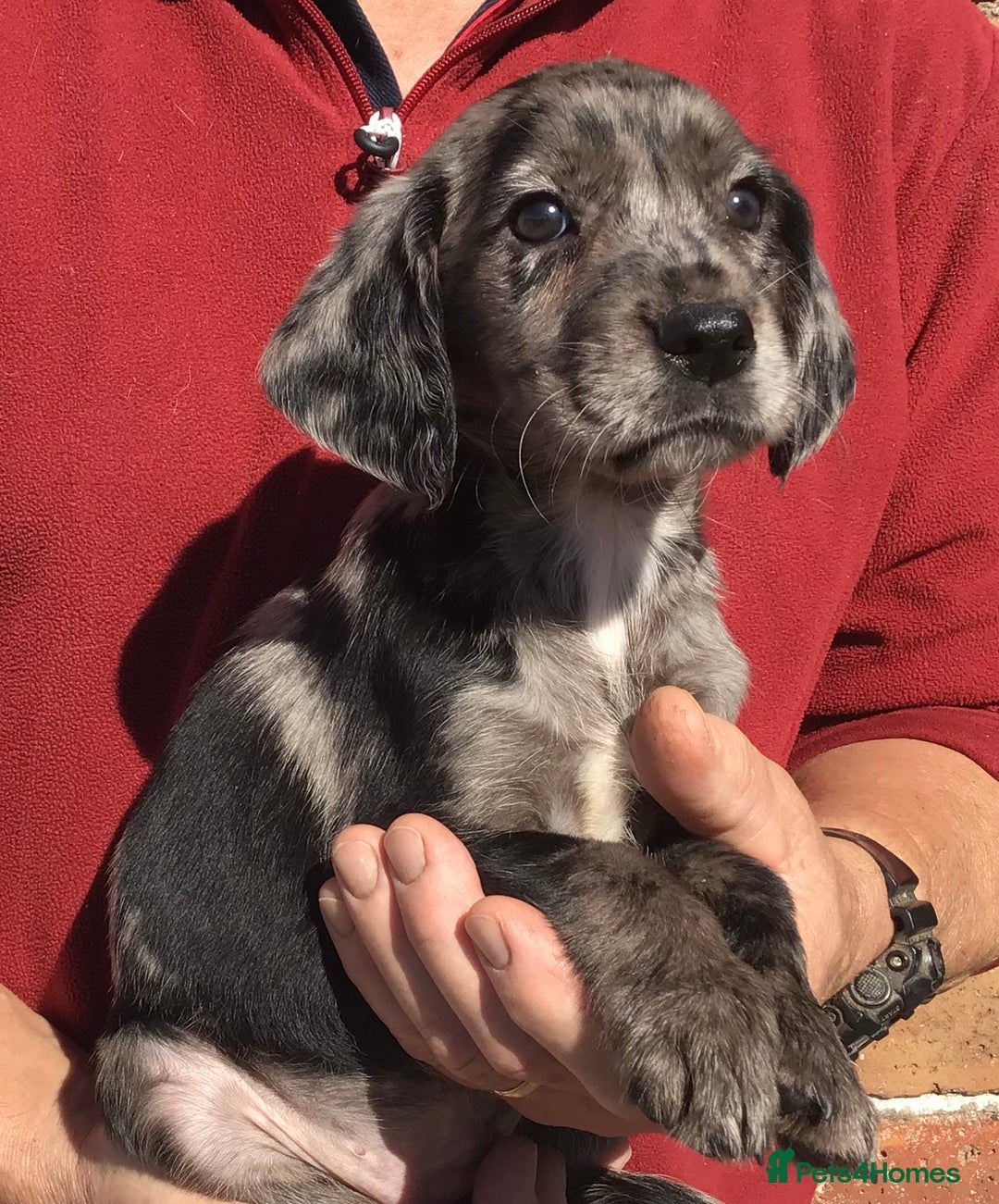 Cockerdor dogs for sale: AMAZING COCKERDOR/COCKADOR PUPPIES - Image 15