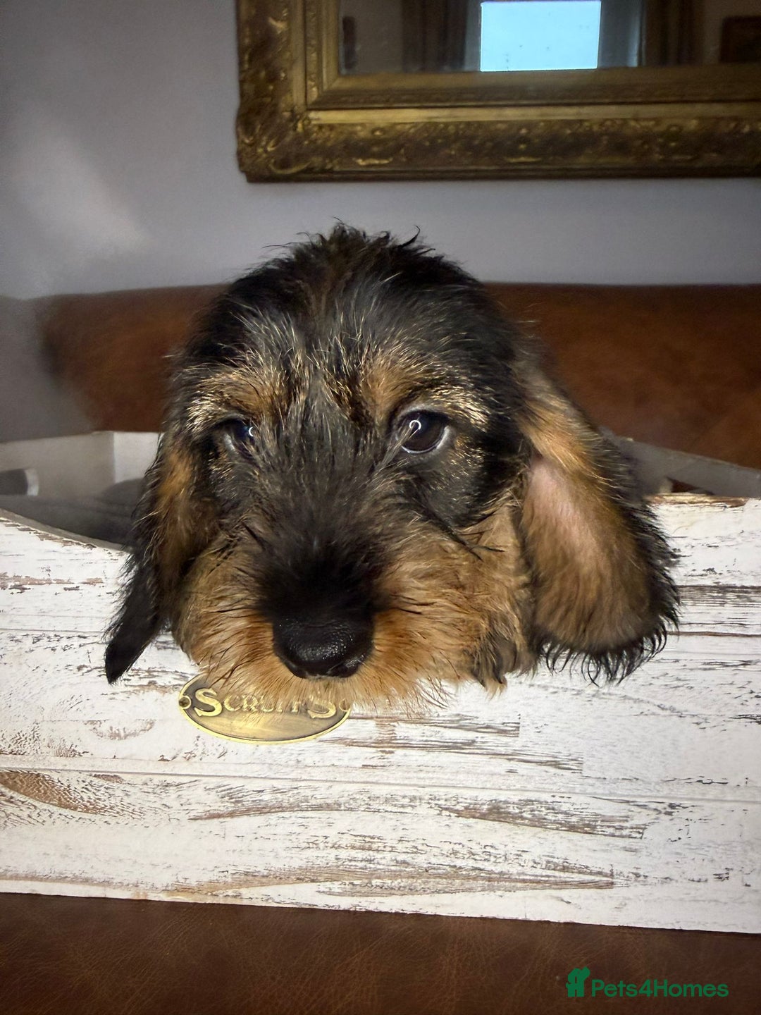 Dachshund dogs for sale: STANDARD WIREHAIRED DACHSHUNDS - Advert 7