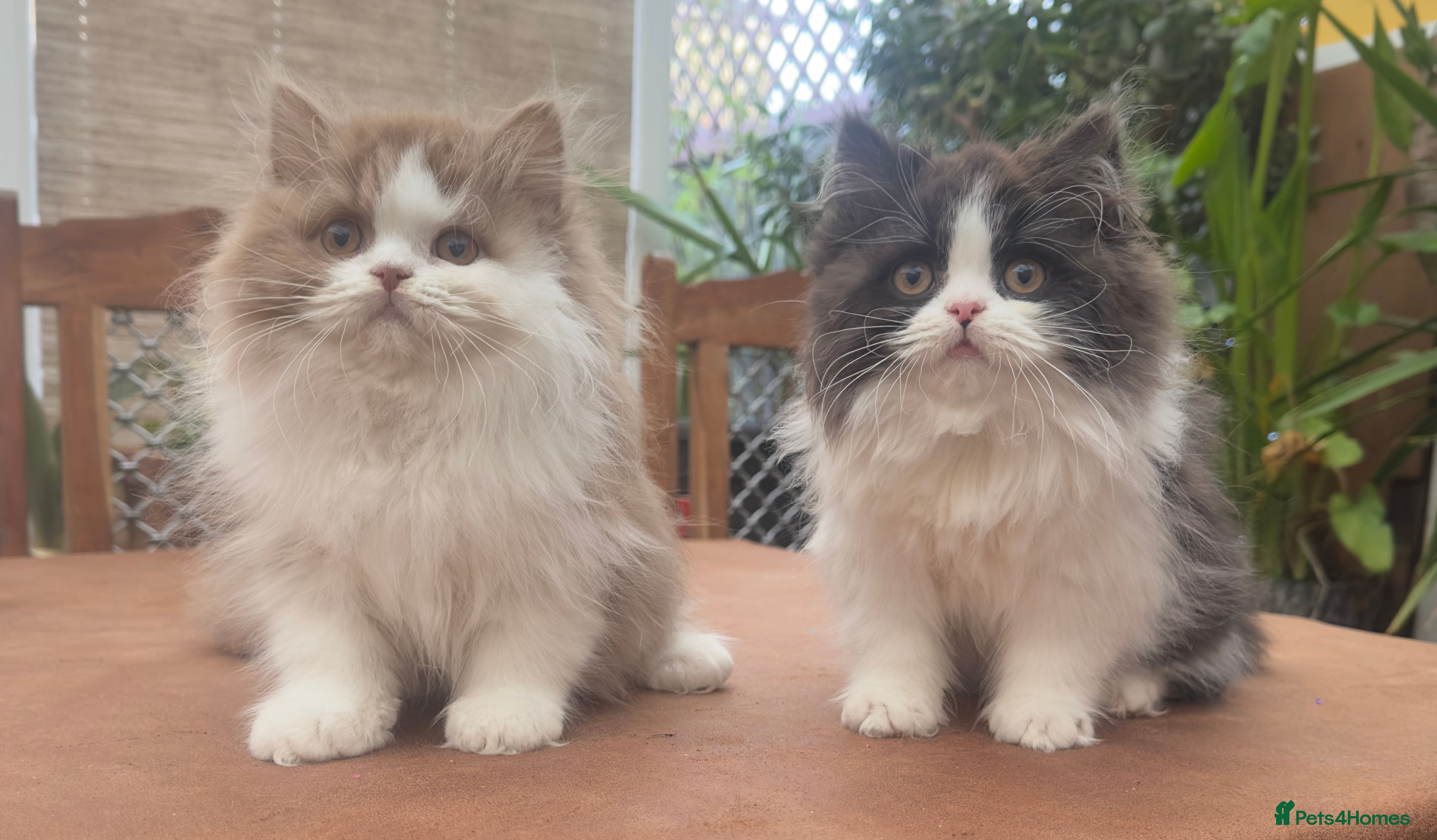 British Longhair cats British Boys - Advert 2