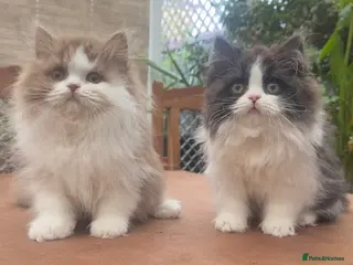 British Longhair cats British Boys - Advert 2
