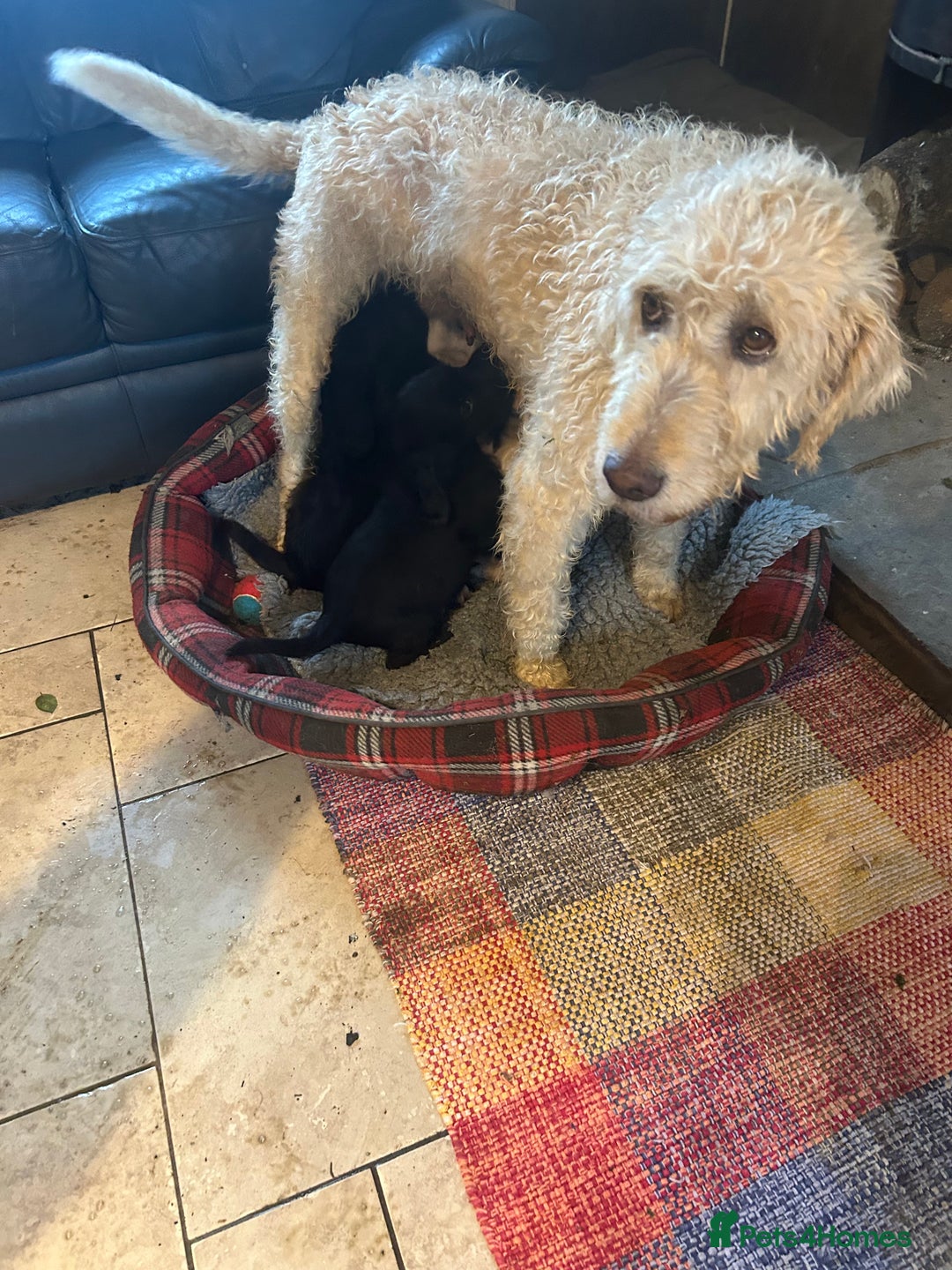 Mixed Breed dogs for sale: Cavapoo Puppies - Advert 35