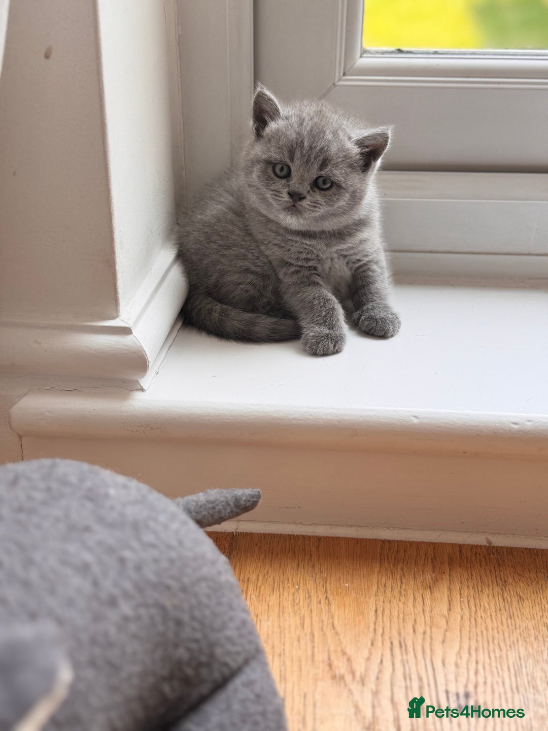 British Shorthair cats for sale: 🌟 Adorable British Shorthair Kittens – Ready! 🌟 - Image 23