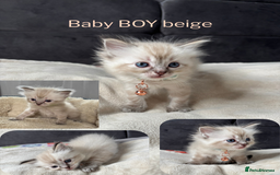 Ragdoll cats for sale: 6 beautiful PURE ragdolls - Image 7