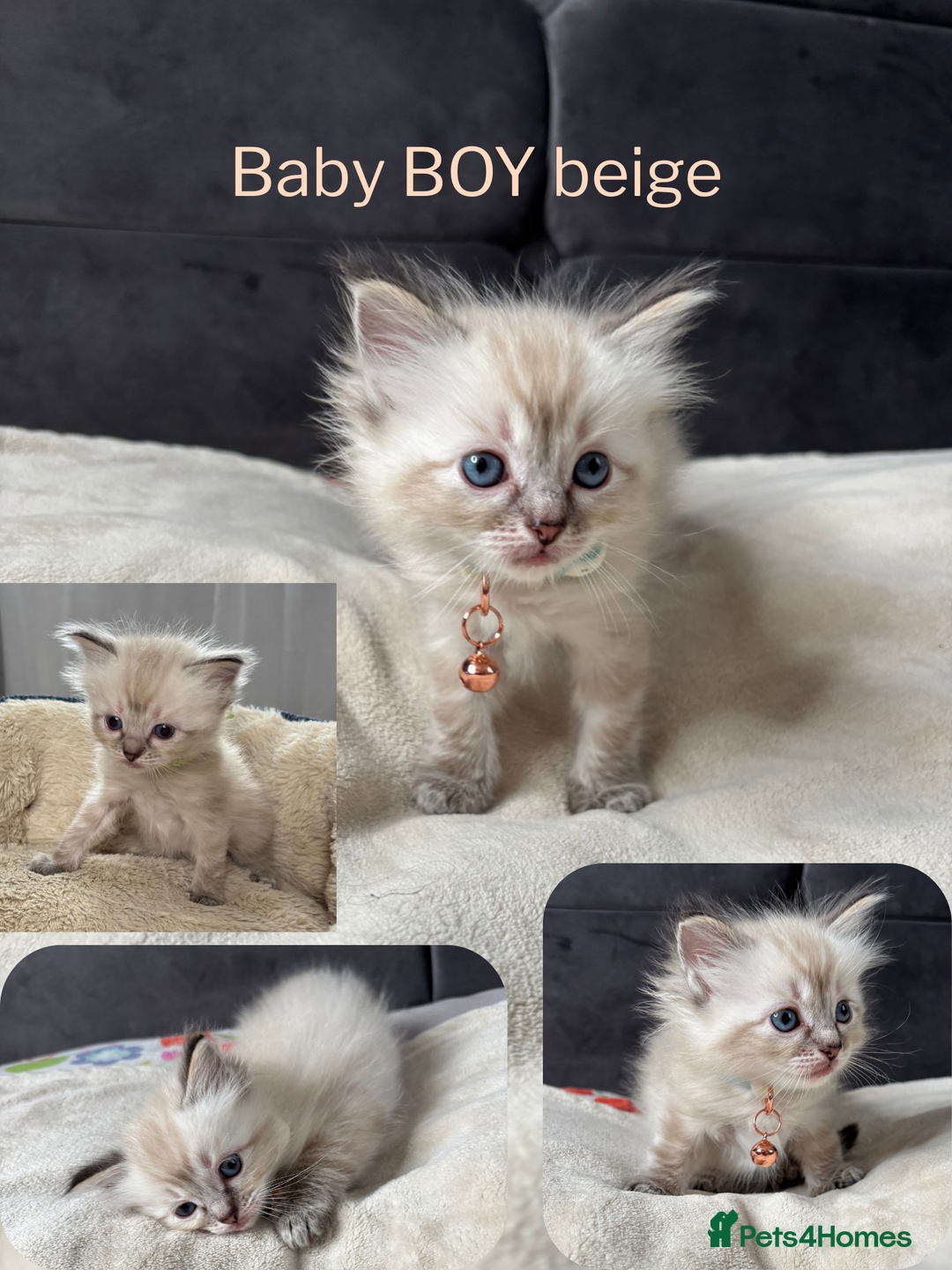 Ragdoll cats for sale: 6 beautiful PURE ragdolls - Image 7