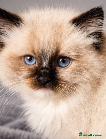 Ragdoll cats Two seal boys - Advert 4