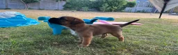 Border Terrier dogs for sale: KC Border Terrier Puppies – Newbury in Newbury - Advert 5