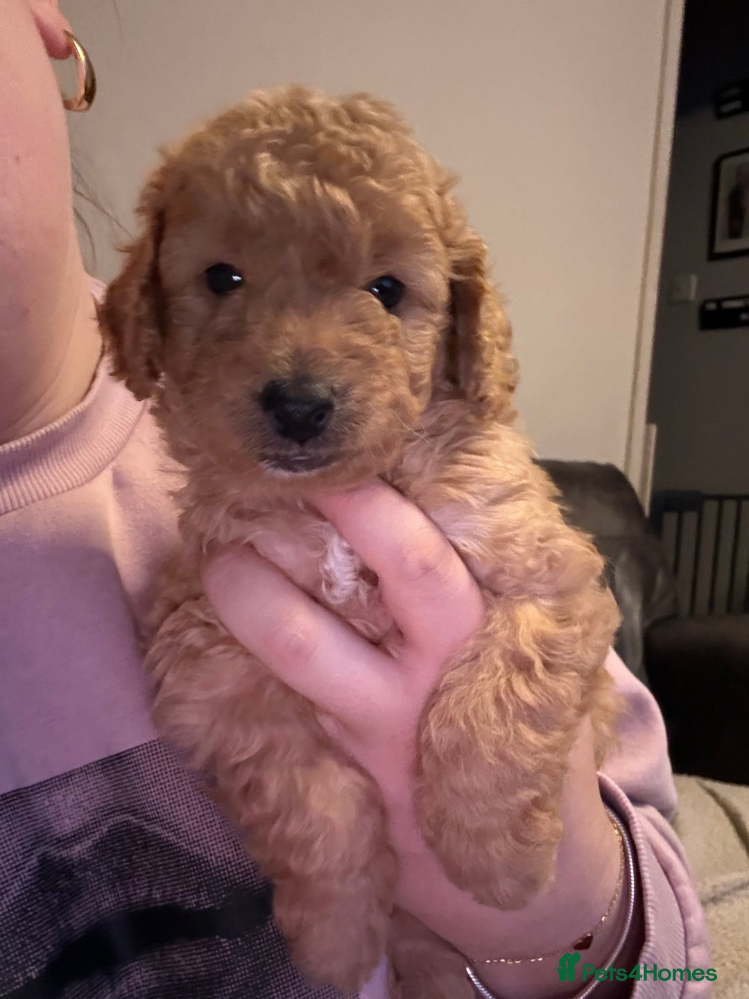 Cockapoo dogs for sale: Cockapoo Puppies For Sale  - Advert 30