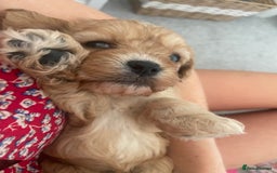 Cavapoo dogs for sale: Wonderful beautiful f1 champagne cavapoo babies  - Image 14