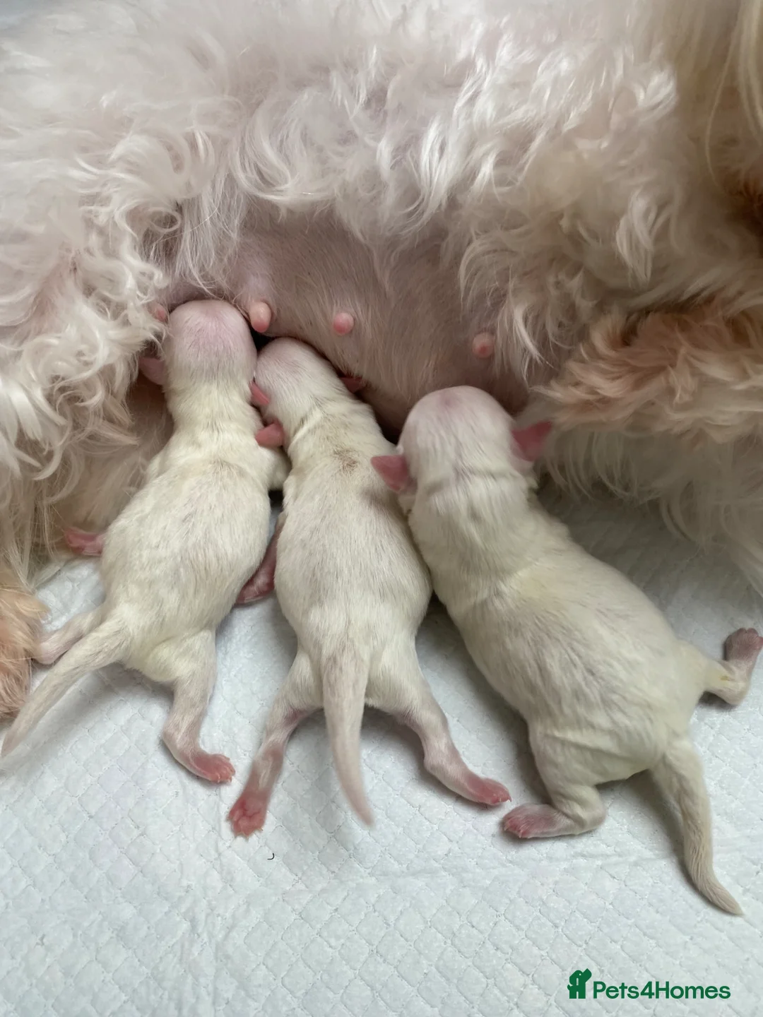 Maltese dogs for sale: ✨Ousting kc registered Korean Maltese puppies✨ - Advert 2