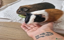 Guinea Pig rodents for sale:  2 Playful Male Guinea Pigs (4 Months)  - Image 4