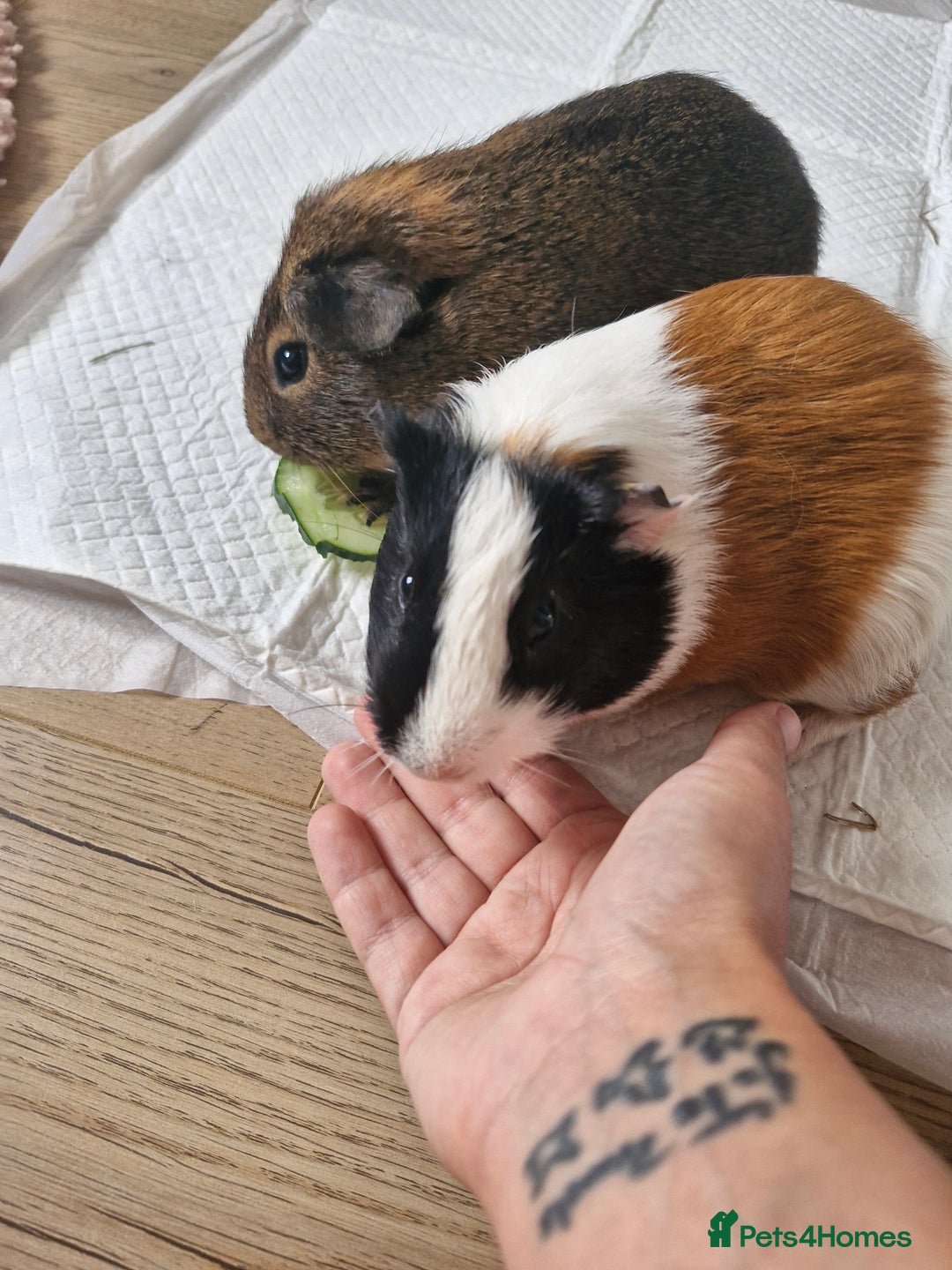 Guinea Pig rodents for sale:  2 Playful Male Guinea Pigs (4 Months)  - Image 4