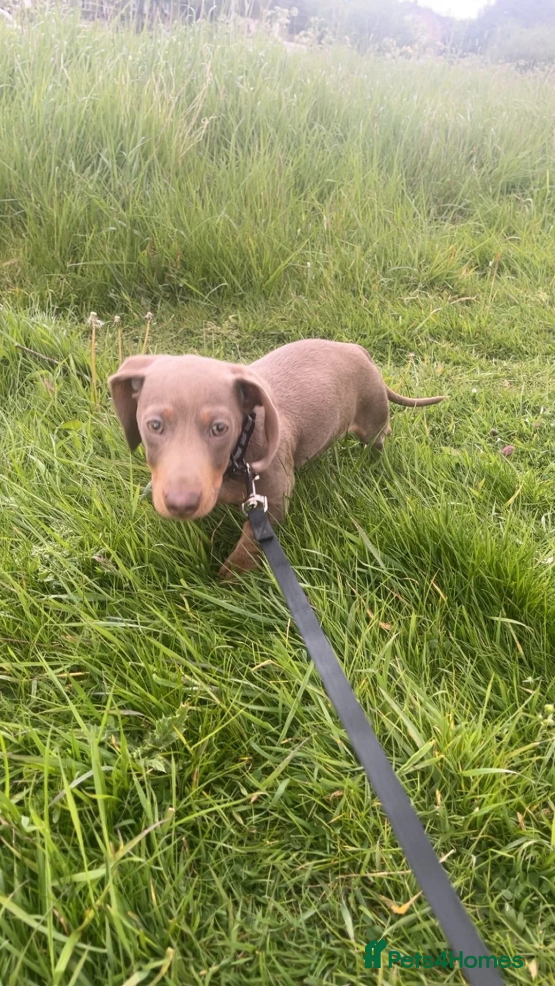 Miniature Dachshund dogs for sale:  Kc registered Miniature dachshund  - Advert 2